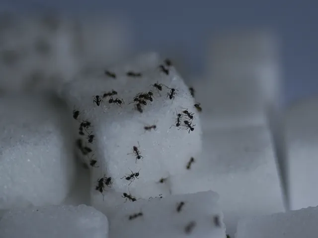Ants