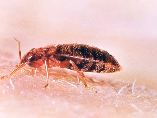 Bed bugs