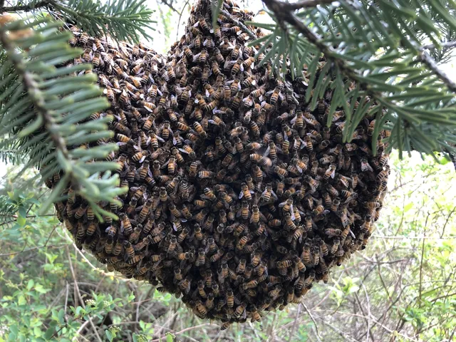 Bees