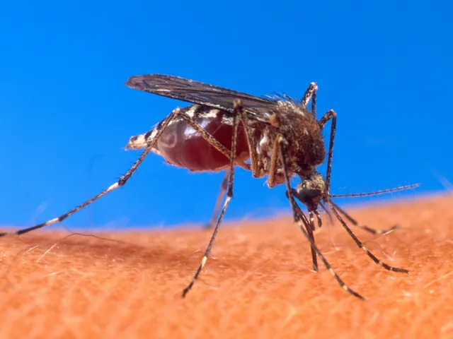 Mosquitoes