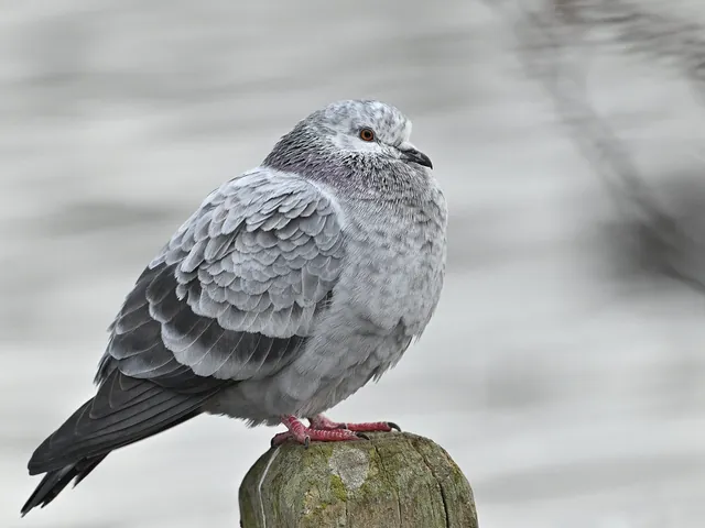 Pigeons