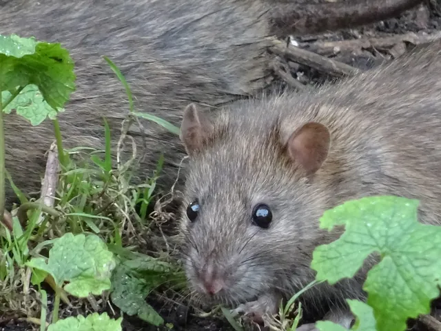 Rats and mice