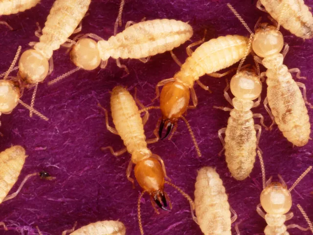 Termites